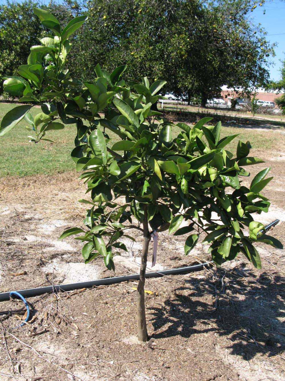            Habit (Winter Haven, FL)   
